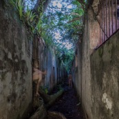 Guyane. Iles du salut. Sur l'ile saint joseph. Dans le bagne, cellules prison, nature ayant repris ses droits.  Avec des fantomes.