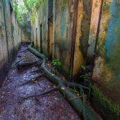 Guyane. Iles du salut. Sur l'ile saint joseph. Dans le bagne, cellules prison, nature ayant repris ses droits.