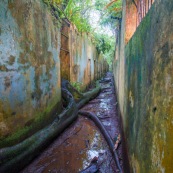 Guyane. Iles du salut. Sur l'ile saint joseph. Dans le bagne, cellules prison, nature ayant repris ses droits.