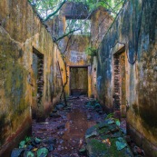 Guyane. Iles du salut. Sur l'ile saint joseph. Dans le bagne, cellules prison, nature ayant repris ses droits.