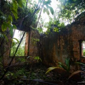 Guyane. Iles du salut. Sur l'ile saint joseph. Dans le bagne, cellules prison, nature ayant repris ses droits.