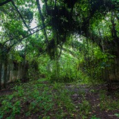 Guyane. Iles du salut. Sur l'ile saint joseph. Dans le bagne, cellules prison, nature ayant repris ses droits.