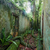 Guyane. Iles du salut. Sur l'ile saint joseph. Dans le bagne, cellules prison, nature ayant repris ses droits.