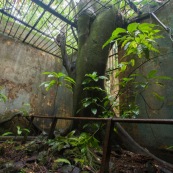 Guyane. Iles du salut. Sur l'ile saint joseph. Dans le bagne, cellules prison, nature ayant repris ses droits.