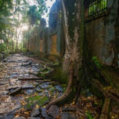 Guyane. Iles du salut. Sur l'ile saint joseph. Dans le bagne, cellules prison, nature ayant repris ses droits.