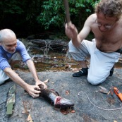 Peche a l'Aymara. Hoplias aimara. En Guyane, foret tropicale amazonienne. Personnes en train de decouper le poisson avec une machette (sabre).