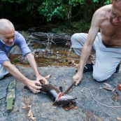 Peche a l'Aymara. Hoplias aimara. En Guyane, foret tropicale amazonienne. Personnes en train de decouper le poisson avec une machette (sabre).