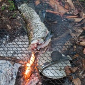 Peche a l'Aymara. Hoplias aimara. En Guyane, foret tropicale amazonienne. Peche avec une trappe. Poisson en train de griller sur le feu.