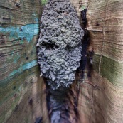 Termitiere ou fourmilliere en forme de visage humain. A l'interier d'un creux d'arbre. Masque naturel. En Guyane (foret tropicale amazonienne) a l'interieur du parc amazonien de Guyane.