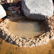 Oeufs de crapaud ou grenouille dans une riviere, nid realise dans le sable (trou) pour la ponte. En Guyane, foret tropicale amazonienne.