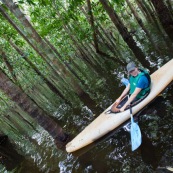 Kayak, kayaliste, en Guyane, foret tropicale amazonienne. Sur une riviere (crique). Dans une foret innondee.