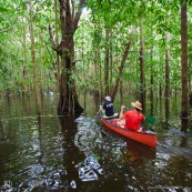 Kayak, kayakiste, en Guyane, foret tropicale amazonienne. Sur une riviere (crique). Canoe dans la foret innondee. Du coté des Pripris de Yiyi et de la crique Yiyi vers Sinnamary.