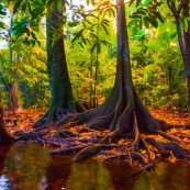 Crique gabrielle dans la reserve naturelle des marais de Kaw, avant le lac pali. Foret tropicale amazonienne. Guyane. Riviere. Arbres. Coucher du soleil.