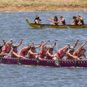 Competition de pirogue a Kourou (Guyane francaise) : les maitres de la pagaie. Sur le lac bois chaudat. Pirogue : P12 (12 places).