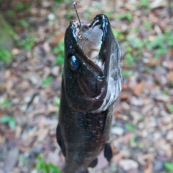 Peche a l'Aymara. Hoplias aimara. En Guyane, foret tropicale amazonienne. Peche avec une trappe. Poisson pris sur l'hamecon.