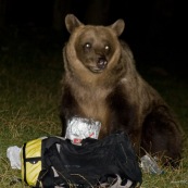 Ours brun sauvage, assis, vu de face la nuit.
Classe : Mammalia
Ordre : Carbivora
Famille : Ursidae
EspËce : Ursus arctos

Ours brun ayant rÈcupÈrÈ un sac ‡ dos de randonneur contenant de la nourriture dans une tente, et mangeant son contenu. Sac ‡ dos ÈventrÈ, laissant sortir un sachet de nourriture. L'ours regarde le photographe.