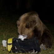 Ours brun sauvage, assis, vu de face la nuit.
Classe : Mammalia
Ordre : Carbivora
Famille : Ursidae
EspËce : Ursus arctos

Ours brun ayant rÈcupÈrÈ un sac ‡ dos de randonneur contenant de la nourriture dans une tente, et mangeant son contenu. Sac ‡ dos ÈventrÈ, laissant sortir un sachet de nourriture. L'ours a le museau completement rentrÈ jusqu'aux yeux dans un sachet de cÈrÈales.