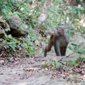 Macaque rhÈsus (Bandar) venant vers le photographe ‡ quatre pattes, en regardant sur sa droite, sur un sentier de randonnÈe. 
Singe de la population rÈintroduite ‡ hong-kong "accidentellement" (‡ l'origine, probablement des animaux domestiques qui se seraient ÈchappÈs). Il y aurait une population de quelques centaines d'individus. 

Ordre : Primates
Famille : Cercopithecidae
Genre : Macaca
EspËce : Macaca mulatta