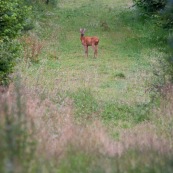 Chevreuil de profil regardant l'appareil photo, dans une allÈe en forÍt.

Classe : Mammalia
Ordre : Artiodactyla
Famille : Cervidae
EspËce : Capreolus capreolus