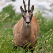 Chamois des Abruzzes (Isard Apennin), sauvage, dans le Parc National des Abruzzes, Italie (Parco Nationale díAbruzzo, Lazio e Molise).

Chamois en plongÈe, de face, dans de l'herbe haute. 
Le chamois des Abruzzes est considÈrÈ comme une sous-espËce de l'Isard.

Classe : Mammalia
Ordre : Cetartiodactyla
Famille : Bovidae
EspËce : Rupicapra rupicapra
Sous-espËce : Rupicapra pyrenaica ornata