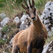 Chamois des Abruzzes (Isard Apennin), sauvage, dans le Parc National des Abruzzes, Italie (Parco Nationale díAbruzzo, Lazio e Molise).

Chamois de face, sur un flanc de montagne. 
Le chamois des Abruzzes est considÈrÈ comme une sous-espËce de l'Isard.

Classe : Mammalia
Ordre : Cetartiodactyla
Famille : Bovidae
EspËce : Rupicapra rupicapra
Sous-espËce : Rupicapra pyrenaica ornata