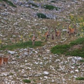 Troupeau de biches et leurs faons (cerf Èlaphe), sauvages, dans le Parc National des Abruzzes, Italie (Parco Nationale díAbruzzo, Lazio e Molise).

Neuf individus visibles de face, en montagne, arrivant d'un col visible en arriËre plan.

Classe : Mammalia
Ordre : Artiodactyla
Famille : Cervidae
EspËce : Cervus elaphus