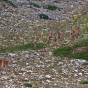 Troupeau de biches et leurs faons (cerf Èlaphe), sauvages, dans le Parc National des Abruzzes, Italie (Parco Nationale díAbruzzo, Lazio e Molise).

Neuf individus visibles de face, en montagne, arrivant d'un col visible en arriËre plan.

Classe : Mammalia
Ordre : Artiodactyla
Famille : Cervidae
EspËce : Cervus elaphus