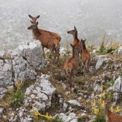 Biches et leurs faons (cerf Èlaphe), sauvages, dans le Parc National des Abruzzes, Italie (Parco Nationale díAbruzzo, Lazio e Molise).

Six individus visibles, en montagne, avec de la brume en arriËre plan. 

Classe : Mammalia
Ordre : Artiodactyla
Famille : Cervidae
EspËce : Cervus elaphus