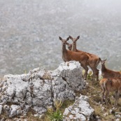 Biches et leurs faons (cerf Èlaphe), sauvages, dans le Parc National des Abruzzes, Italie (Parco Nationale díAbruzzo, Lazio e Molise).

Cinq individus visibles de profil, en montagne, avec la brume en arriËre plan.

Classe : Mammalia
Ordre : Artiodactyla
Famille : Cervidae
EspËce : Cervus elaphus