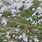Loup des Apennins, sauvage, dans le Parc National des Abruzzes, Italie (Parco Nationale díAbruzzo).

Loup en train de s'Èloigner mais regardant l'appareil photo. Deux loups ont ÈtÈ surpris au moment du passage d'un col, ‡ moins de 20 mËtres,  ils se sont immÈdiatement enfuis. Un des deux s'est laissÈ de nouveau surprendre une centaine de mËtres plus loin, avant de reprendre son chemin. Environ 80 loups vivent dans le massif des Abruzzes.

Classe : Mammalia
Ordre : Carnivora
Famille : Canidae
EspËce : Canis lupus
Sous-espËce : Canis lupus italicus