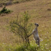 ChËvre en train de manger les feuilles d'un arbuste, debout sur ses pattes arriËres, en appui contre l'arbre. En montagne, chËvre rÈcalcitrante d'un troupeau. Blanche, vue de profil. Recherche de verdure, paysage aride.

Classe : Mammalia
Ordre : Artiodactyla
Famille : Bovidae
EspËce : Capra aegagrus hircus