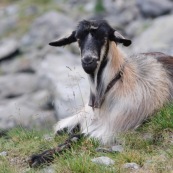 Chèvre en montagne accompagnant un troupeau de brebis. ChËvre allongÈe par terre, regardant le photographe.