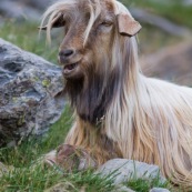 Chèvre en montagne accompagnant un troupeau de brebis. Chèvre allongÈe par terre, aux poils trËs longs.