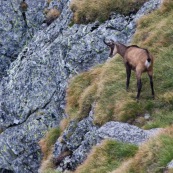 Chamois vue de derrière, tournant la tÍte, en montagne. 
Classe : Mammalia
Ordre : Cetartiodactyla
Famille: Bovidae
EspËce : Rupicapra rupicapra