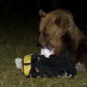 Ours brun sauvage, assis, vu de face la nuit.
Classe : Mammalia
Ordre : Carbivora
Famille : Ursidae
EspËce : Ursus arctos

Ours brun ayant rÈcupÈrÈ un sac ‡ dos de randonneur contenant de la nourriture dans une tente, et mangeant son contenu. Sac ‡ dos ÈventrÈ, laissant sortir un sachet de nourriture. L'ours sort le museau du sac.