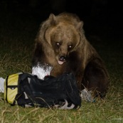 Ours brun sauvage, assis, vu de face la nuit.
Classe : Mammalia
Ordre : Carbivora
Famille : Ursidae
EspËce : Ursus arctos

Ours brun ayant rÈcupÈrÈ un sac ‡ dos de randonneur contenant de la nourriture dans une tente, et mangeant son contenu. Sac ‡ dos ÈventrÈ, laissant sortir un sachet de nourriture. L'ours regarde le photographe.