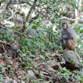 Macaque rhÈsus (Bandar) assis sur un rocher, regardant le photographe. 
Singe de la population rÈintroduite ‡ hong-kong "accidentellement" (‡ l'origine, probablement des animaux domestiques qui se seraient ÈchappÈs). Il y aurait une population de quelques centaines d'individus. 

Ordre : Primates
Famille : Cercopithecidae
Genre : Macaca
EspËce : Macaca mulatta