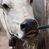 Vache s'abreuvant ‡ une source en montagne, dans le parc national des Abruzzes en Italie (Parco Nationale díAbruzzo, Lazio e Molise). Gros plan sur la tÍte, de face, avec l'eau coulant dans sa bouche et de sa bouche. Troupeau de montagne. 

Classe : Mammalia
Ordre : Artiodactyla
Famille : Bovidae
EspËce : Bos taurus taurus