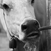 Vache s'abreuvant ‡ une source en montagne, dans le parc national des Abruzzes en Italie (Parco Nationale díAbruzzo, Lazio e Molise). Gros plan sur la tÍte, de face, avec l'eau coulant dans sa bouche et de sa bouche. Troupeau de montagne. Noir et Blanc.

Classe : Mammalia
Ordre : Artiodactyla
Famille : Bovidae
EspËce : Bos taurus taurus