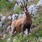 Chamois des Abruzzes (Isard Apennin), sauvage, dans le Parc National des Abruzzes, Italie (Parco Nationale díAbruzzo, Lazio e Molise).

Chamois en contre-plongÈe, de trois quart face, dans la montagne. 
Le chamois des Abruzzes est considÈrÈ comme une sous-espËce de l'Isard.

Classe : Mammalia
Ordre : Cetartiodactyla
Famille : Bovidae
EspËce : Rupicapra rupicapra
Sous-espËce : Rupicapra pyrenaica ornata