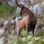 Chamois des Abruzzes (Isard Apennin), sauvage, dans le Parc National des Abruzzes, Italie (Parco Nationale díAbruzzo, Lazio e Molise).

Chamois de face, regardant vers la gauche, sur un flanc de montagne.
Le chamois des Abruzzes est considÈrÈ comme une sous-espËce de l'Isard.

Classe : Mammalia
Ordre : Cetartiodactyla
Famille : Bovidae
EspËce : Rupicapra rupicapra
Sous-espËce : Rupicapra pyrenaica ornata