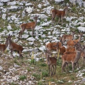 Troupeau de biches et leurs faons (cerf Èlaphe), sauvages, dans le Parc National des Abruzzes, Italie (Parco Nationale díAbruzzo, Lazio e Molise).

Plusieurs individus visibles en montagne.

Classe : Mammalia
Ordre : Artiodactyla
Famille : Cervidae
EspËce : Cervus elaphus