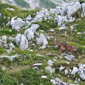 Loup des Apennins, sauvage, dans le Parc National des Abruzzes, Italie (Parco Nationale díAbruzzo).

Loup en train de marcher, de profil. Deux loups ont ÈtÈ surpris au moment du passage d'un col, ‡ moins de 20 mËtres,  ils se sont immÈdiatement enfuis. Un des deux s'est laissÈ de nouveau surprendre une centaine de mËtres plus loin, avant de reprendre son chemin. Environ 80 loups vivent dans le massif des Abruzzes.

Classe : Mammalia
Ordre : Carnivora
Famille : Canidae
EspËce : Canis lupus
Sous-espËce : Canis lupus italicus