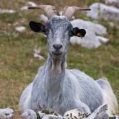 ChËvre (bouc) en Italie, dans le Parc National des Abruzzes. CouchÈ ‡ terre, en montagne, se repose. Vue de face. 

Classe : Mammalia
Ordre : Artiodactyla
Famille : Bovidae
EspËce : Capra aegagrus hircus