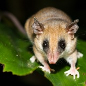 Marsupial Opossum