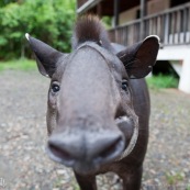 Tapirus terrestris. Tapir vue de face, gros plan sur la tête. A la stations scientifique Yasuni (équateur).