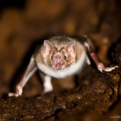 Chauve-souris vampire