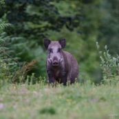 Sanglier