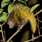 coendou bicolor