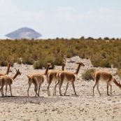 Lamas dans le désert